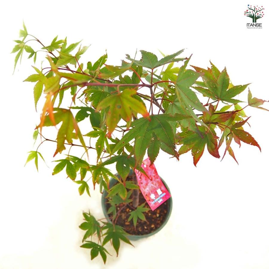 モミジ 天城時雨｜イロハモミジ系 H80cm前後 紅葉 カエデ 鉢植え 苗木 モミジ(カエデ)の苗木 中原 【花木苗 5号／1個売り】 : shopooo by GMO