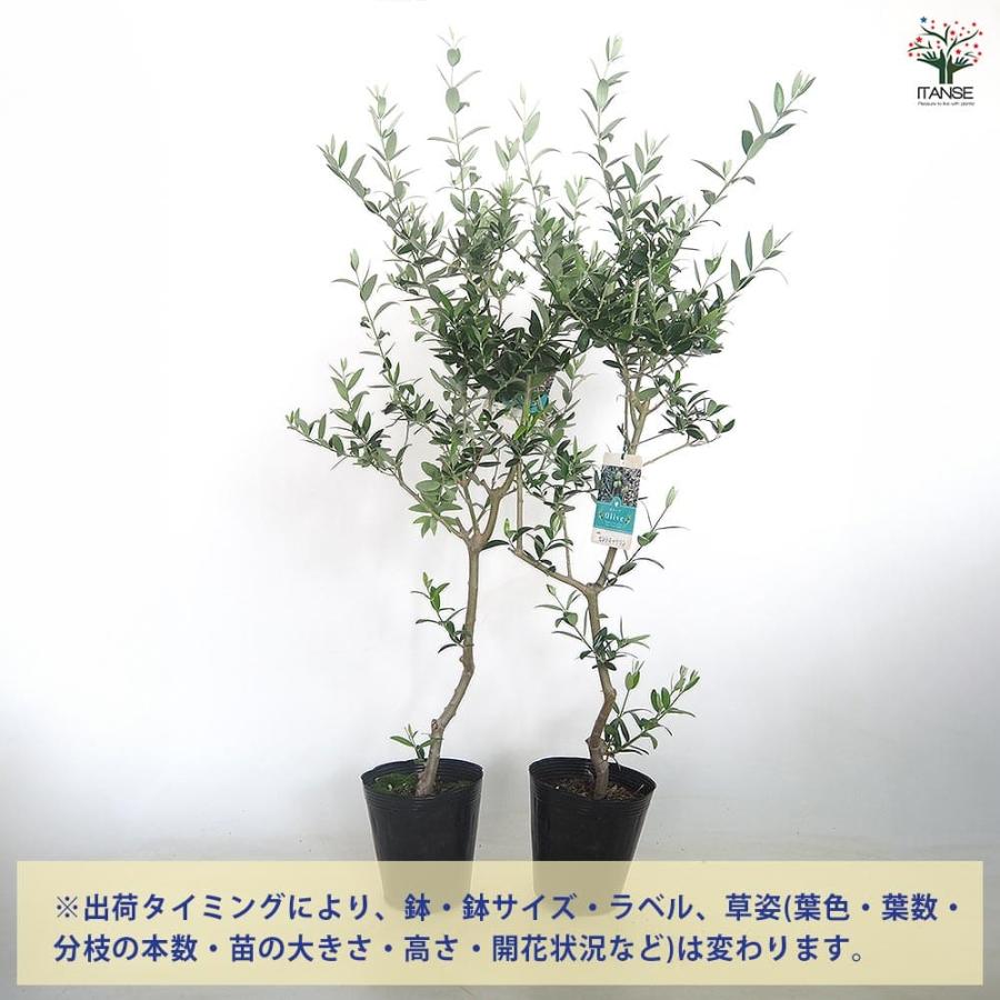 048075 シンボルツリー オリーブ セントキャサリン 特徴 小倉園