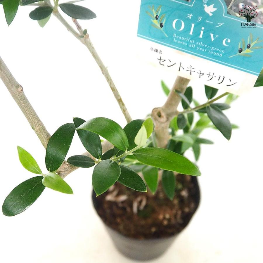 キャサリン plants オリーブ セントキャサリン 特徴 オリーブ セント