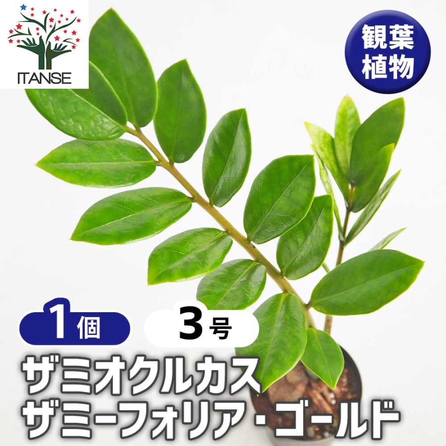 ザミオクルカス ザミーフォリア ゴールド 【観葉植物 3号／1個売り