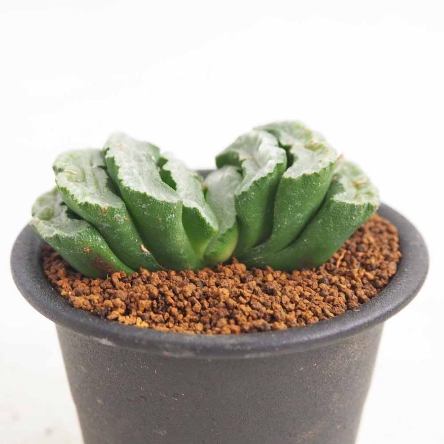 ハオルチア 玉扇 【多肉植物 3号／1個売り】 : shopooo by GMO - 通販