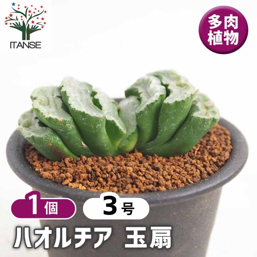ハオルチア 玉扇 【多肉植物 3号／1個売り】 : shopooo by GMO - 通販