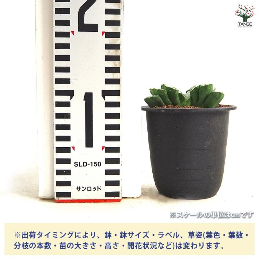 ハオルチア 玉扇 【多肉植物 3号／1個売り】 : shopooo by GMO - 通販