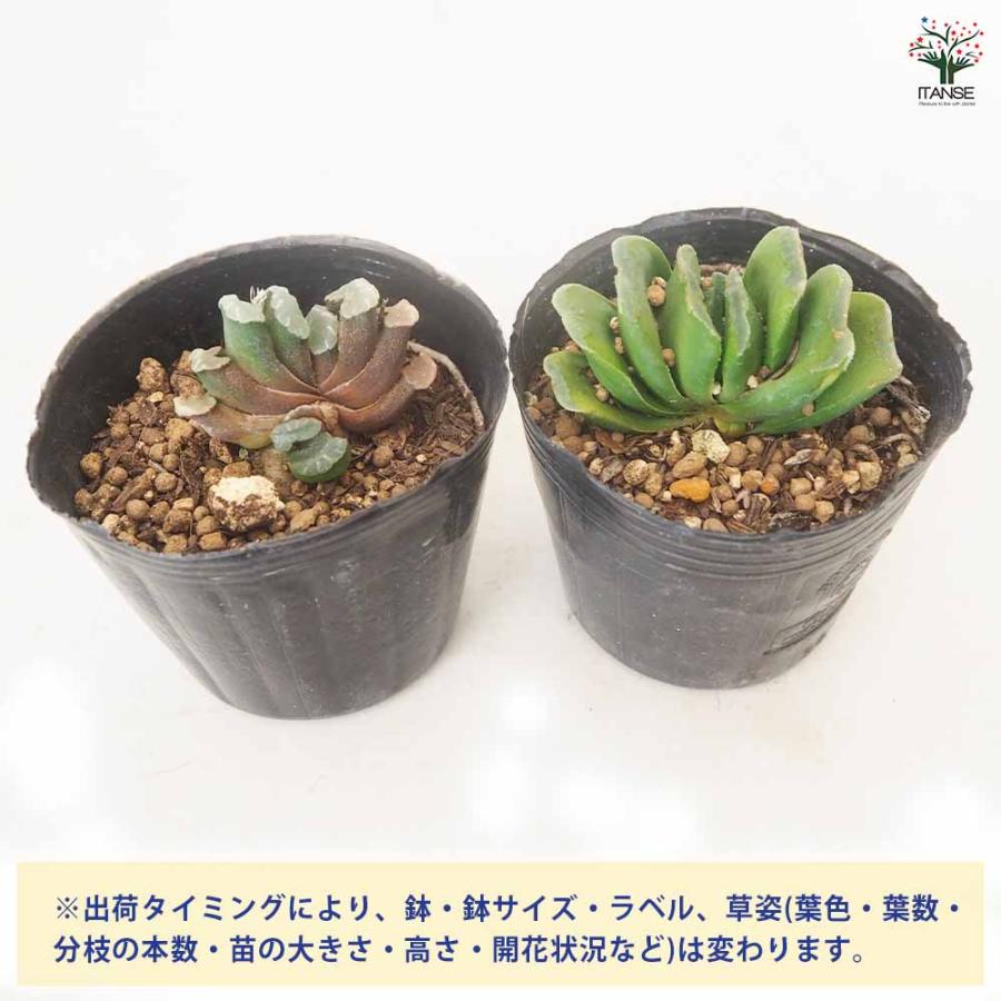 ハオルチア 玉扇 【多肉植物 3号／1個売り】 : shopooo by GMO - 通販