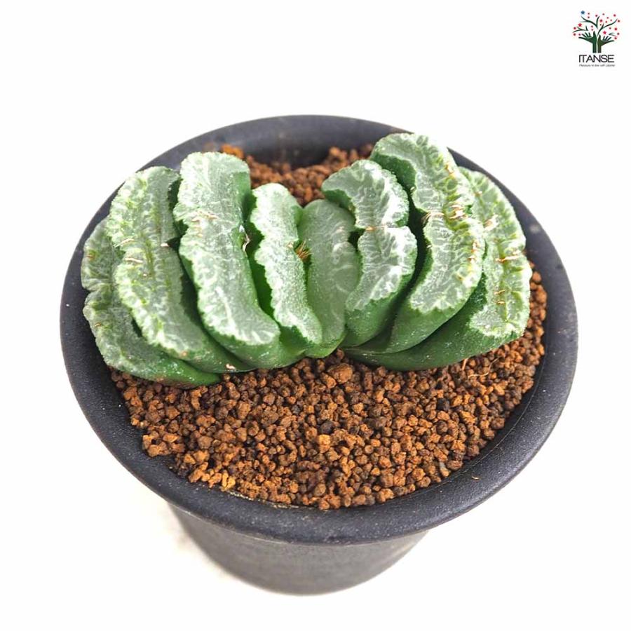 ハオルチア 玉扇 【多肉植物 3号／1個売り】 : shopooo by GMO - 通販