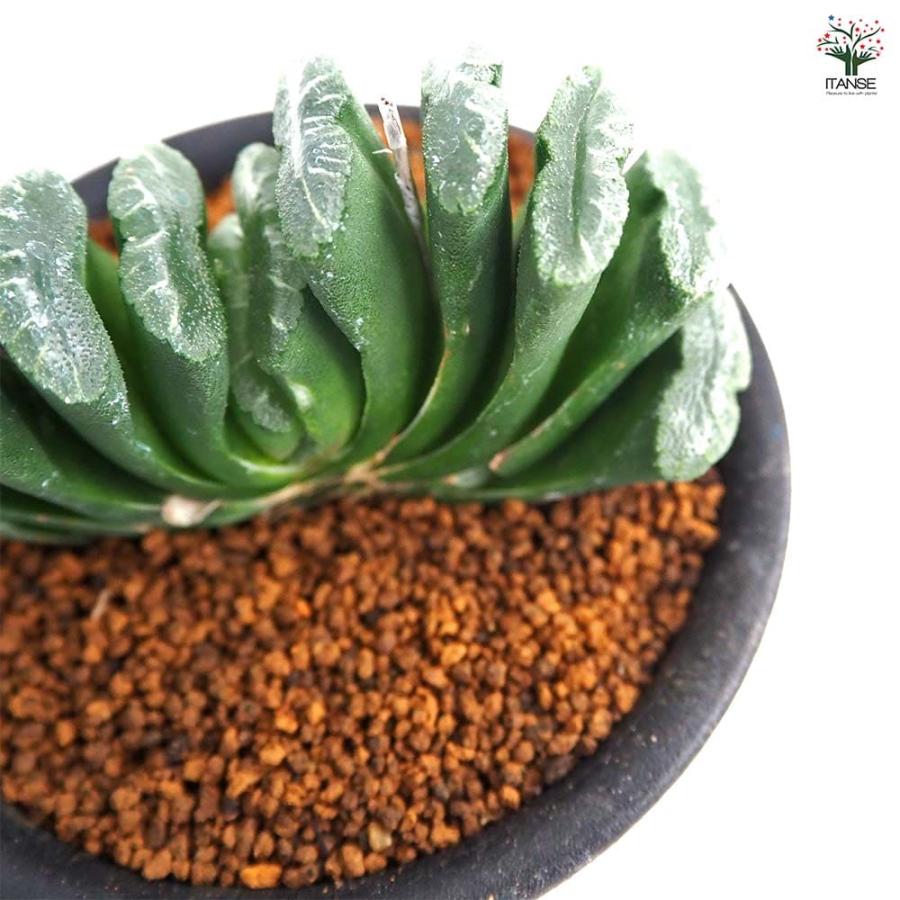 ハオルチア 玉扇 【多肉植物 3号／1個売り】 : shopooo by GMO - 通販