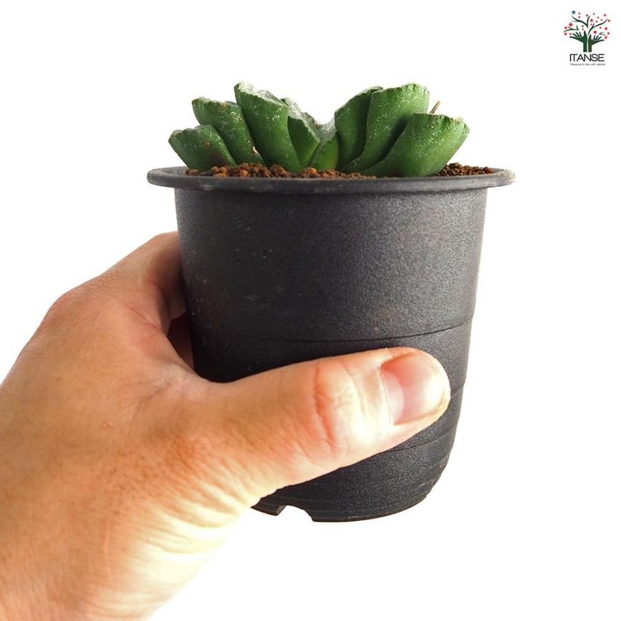 ハオルチア 玉扇 【多肉植物 3号／1個売り】 : shopooo by GMO - 通販