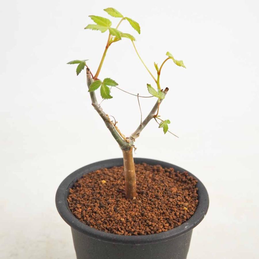 コミフォラ ホルトジアナ 【多肉植物 3号／1個売り】 : shopooo by GMO