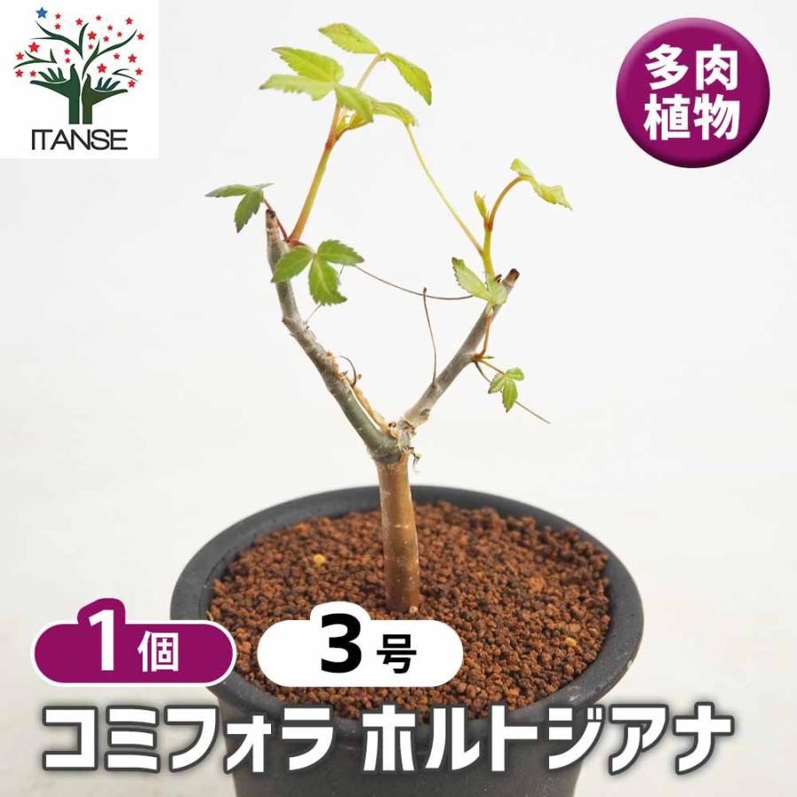 コミフォラ ホルトジアナ 【多肉植物 3号／1個売り】 : shopooo by GMO