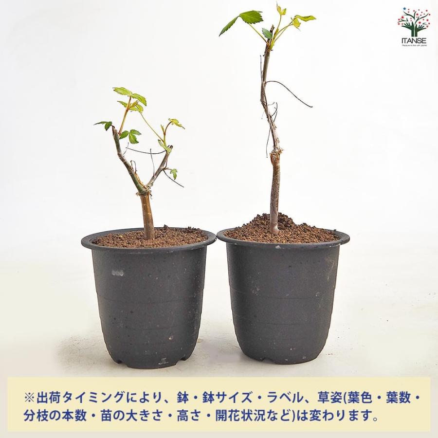 コミフォラ ホルトジアナ 【多肉植物 3号／1個売り】 : shopooo by GMO