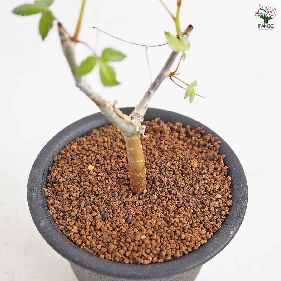 コミフォラ ホルトジアナ 【多肉植物 3号／1個売り】 : shopooo by GMO