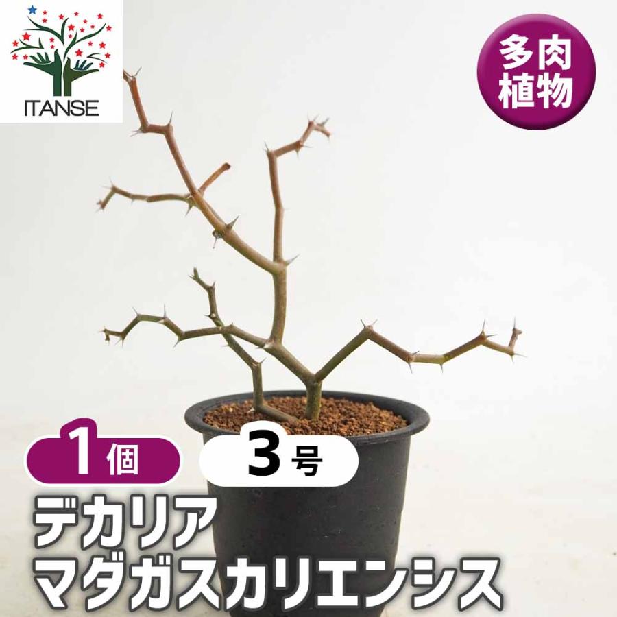 デカリア マダガスカリエンシス 【多肉植物 3号／1個売り】 : shopooo