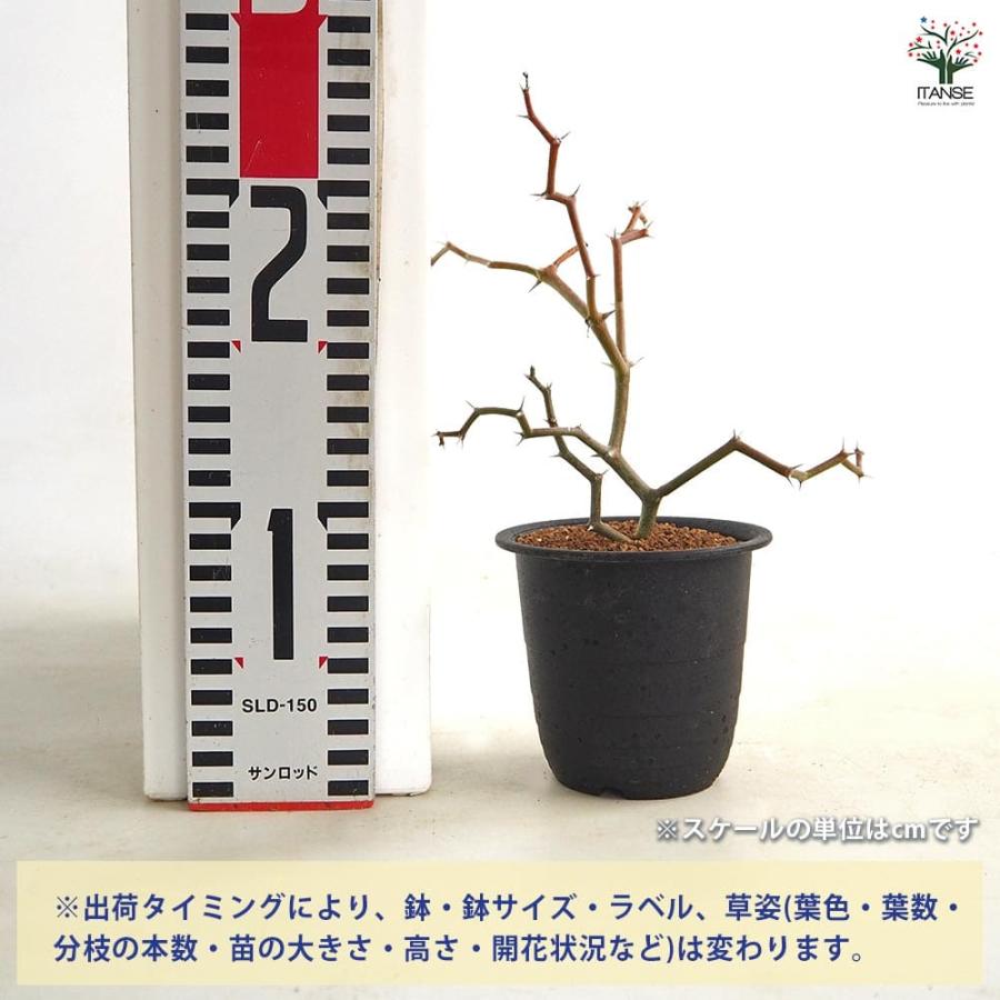 デカリア マダガスカリエンシス 【多肉植物 3号／1個売り】 : shopooo