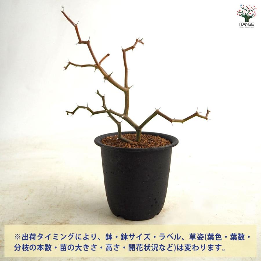 デカリア マダガスカリエンシス 【多肉植物 3号／1個売り】 : shopooo