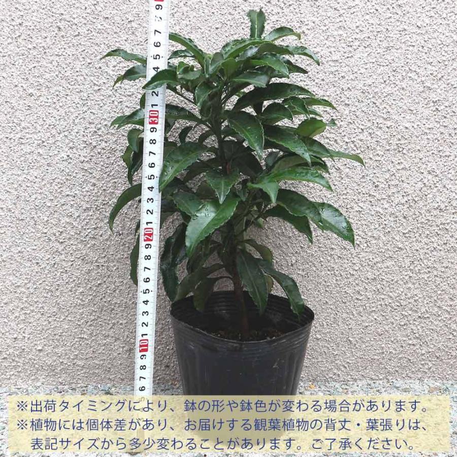 送料無料 庭木 万両 マンリョウ 庭木 4 5号ポット 1個売り 庭木 植木 花木 正月 観賞用 観賞価値 おしゃれ オシャレ 人気品種 家庭菜園 ガーデニング オ 1 Itanse 1550 Shopooo By Gmo 通販 Yahoo ショッピング