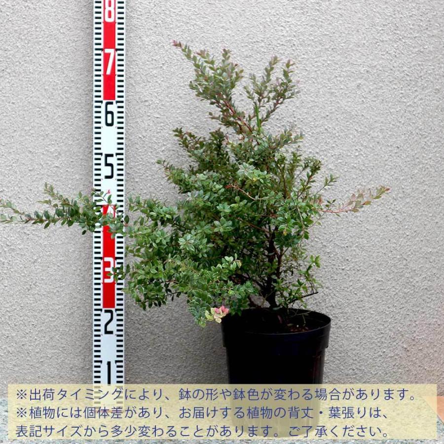 送料無料 ブルーベリーの苗木 インディゴブルー 果樹の苗木 7号ポット 1個売り ブルーベリー苗 ブルーベリー苗木 ぶるーべりー Blue Berry 簡単栽培 ガー 1 Itanse 1554 Shopooo By Gmo 通販 Yahoo ショッピング