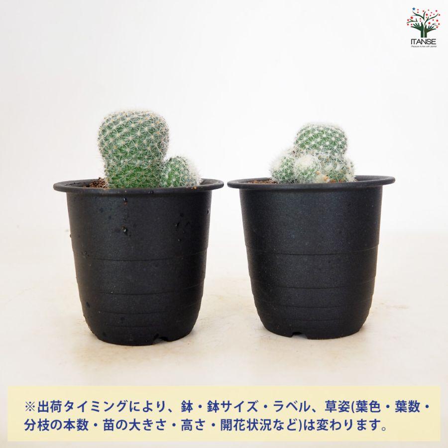 サボテン マミラリア 鶴の小丸 【多肉植物 3号／1個売り】 : shopooo