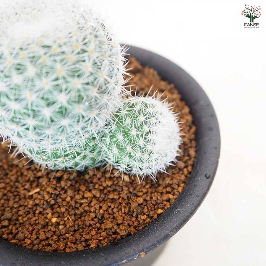 サボテン マミラリア 鶴の小丸 【多肉植物 3号／1個売り】 : shopooo