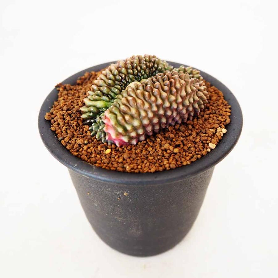 サボテン ギムノカリキウム 刺無牡丹玉石化錦(とげなしぼたんだませっ
