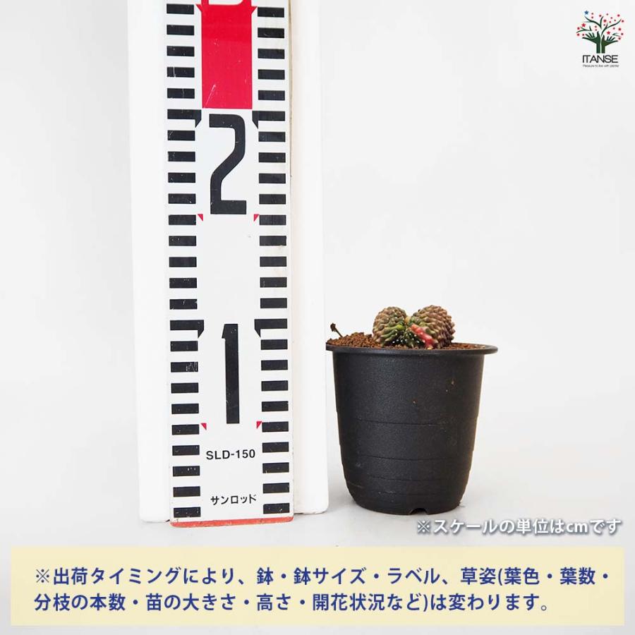 ギムノカリキウム 棘なし　牡丹玉　綴化 サボテン ギムノカリキウム 刺無牡丹玉石化錦(とげなしぼたんだませっ