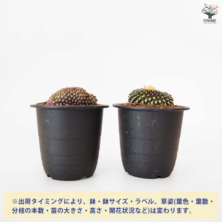 サボテン ギムノカリキウム 刺無牡丹玉石化錦(とげなしぼたんだませっ