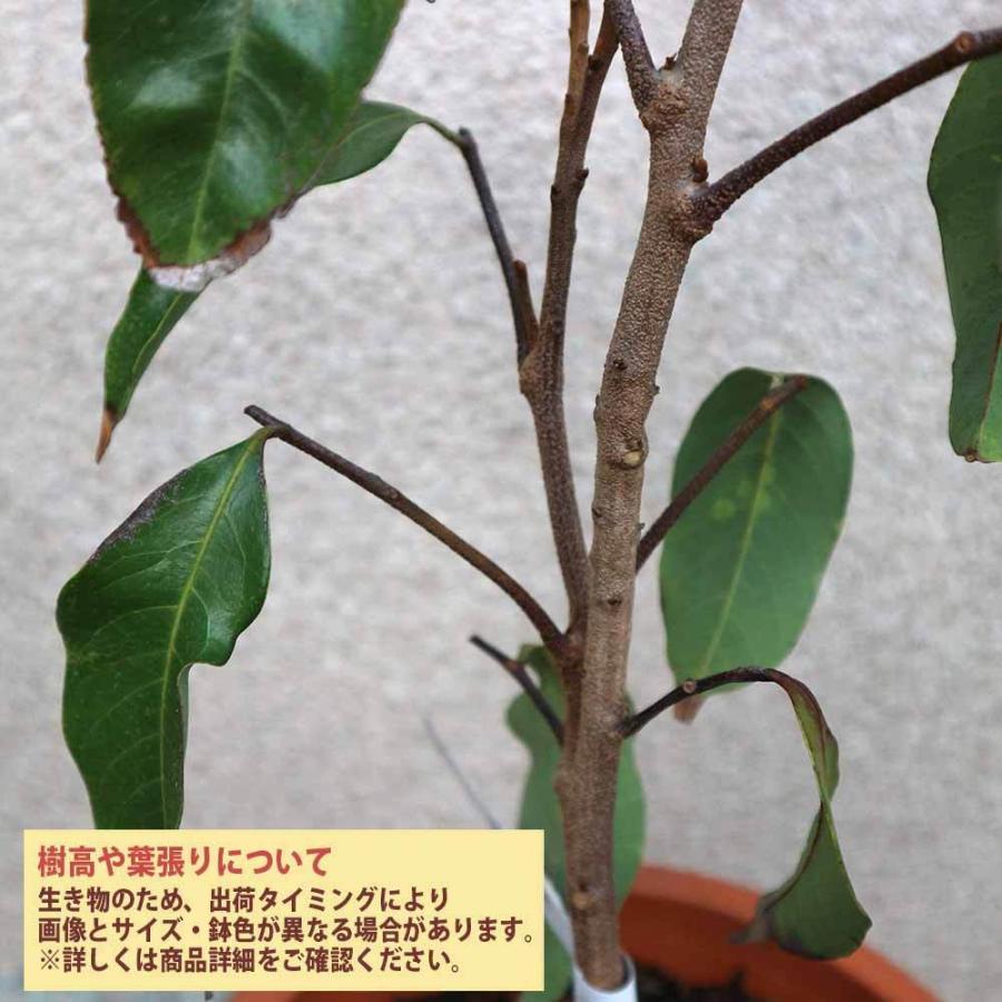 楽天1位 ライチの苗木 モーリシャス Mサイズ 果樹の苗木 6号ポット 取り木苗 1個売り ライチ苗 レイシ苗 らいち苗 Lychee苗 フルーツ 苗木 とり木苗 100 の保証 Drjuice2u Com