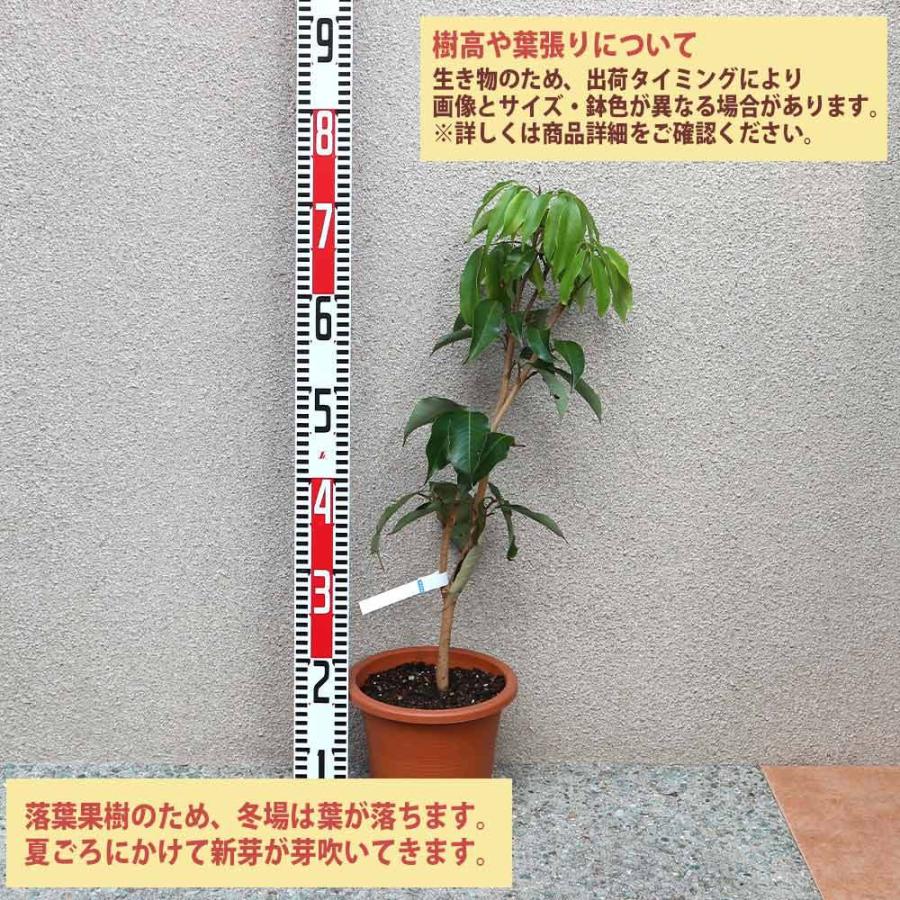 送料無料 ライチの苗木 モーリシャス Lサイズ 果樹の苗木 6号ポット 取り木苗 1個売り ライチ苗 レイシ苗 らいち苗 Lychee苗 フルーツ 苗木 とり木苗 1 Itanse 1598 Shopooo By Gmo 通販 Yahoo ショッピング
