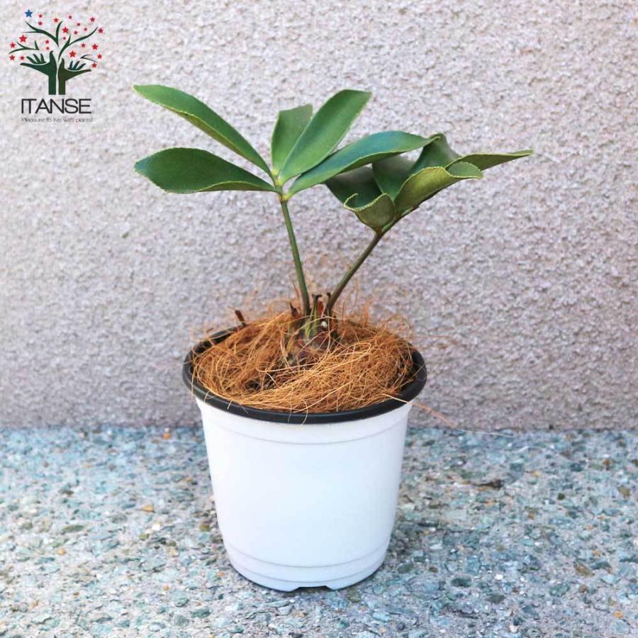 送料無料 観葉植物 メキシコソテツ ザミア プミラ 観葉植物 12cmポット 1個売り 観葉植物 リビング オフィス 事務所 インテリア 大型 おしゃれ オシ 1 Itanse 1602 Shopooo By Gmo 通販 Yahoo ショッピング