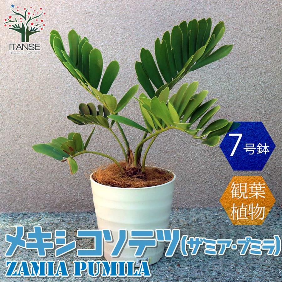 送料無料 観葉植物 メキシコソテツ ザミア プミラ 観葉植物 ７号プラスチック鉢 1個売り 観葉植物 リビング オフィス 事務所 インテリア 大型 おし 1 Itanse 1603 Shopooo By Gmo 通販 Yahoo ショッピング