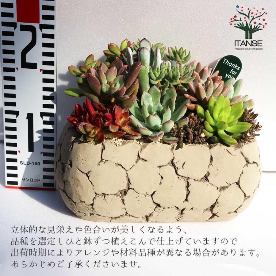 多肉植物 寄せ植え Old stone wall L(古い石垣L)【多肉植物 サイズイメージ:高さ約21cm×幅約23cm×奥行約13cm／1個売り】｜itempost｜02