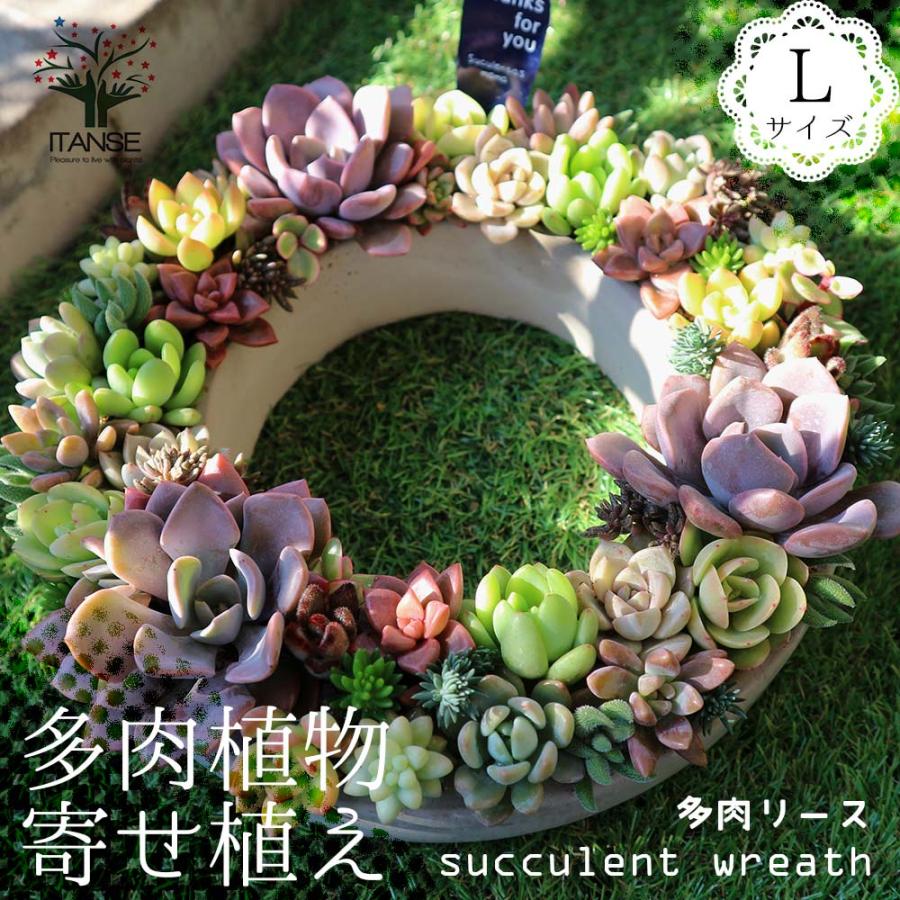 送料無料 多肉植物 寄せ植え Succulent Wreath L 多肉リースl 多肉植物 サイズイメージ 高さ約10cm 幅約26cm 奥行約26cm 1個売り 多肉植物 寄せ植え 1 Itanse 1617 Shopooo By Gmo 通販 Yahoo ショッピング