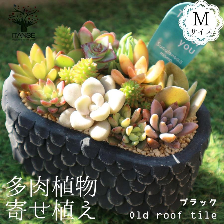 送料無料 多肉植物 寄せ植え Old Roof Tile 黒m 洋館の古い瓦 黒m 多肉植物 サイズイメージ 高さ約12cm 幅約14cm 奥行約9cm 1個売り 多肉植物 寄せ植 1 Itanse 1619 Shopooo By Gmo 通販 Yahoo ショッピング