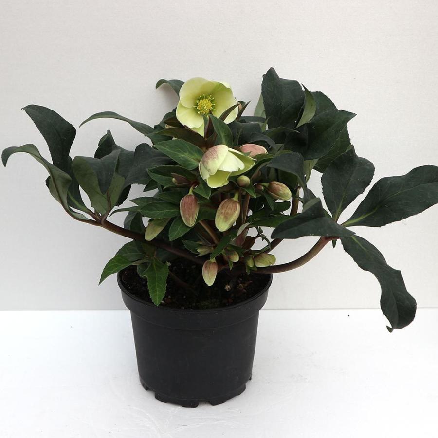 送料無料 クリスマスローズ Hgc マーロン 花苗 5号ポット苗 1個売り クリスマスローズ苗 ニゲル マリア キンボウゲ ヘレボルス 多花性 カラーリーフ 生 1 Itanse 1623 Shopooo By Gmo 通販 Yahoo ショッピング