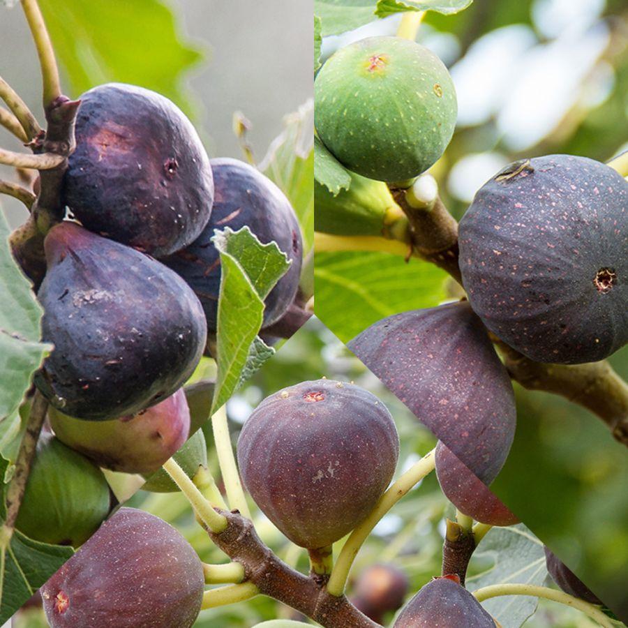 イチジク・選定予定品種確認用No．1