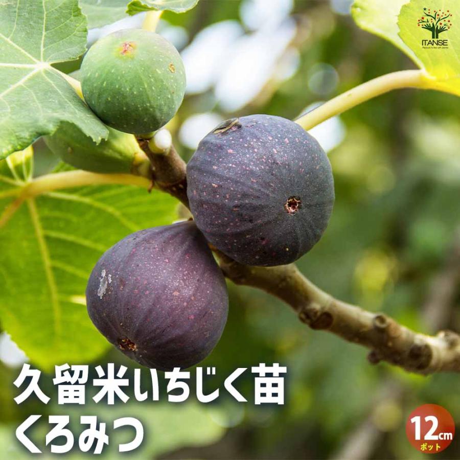 送料無料 イチジクの苗木 久留米 くろみつ 果樹の苗 12cmポット苗 1個売り イチジク苗 イチジク苗木 イチジクの苗 無花果 果樹苗 果樹 果物 くだもの 1 Itanse 1628 Shopooo By Gmo 通販 Yahoo ショッピング