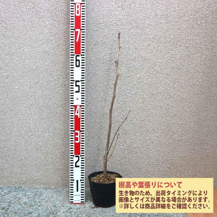 ヘーゼルナッツの苗木 サカジャウェア【果樹の苗木 13.5cmポット苗 2