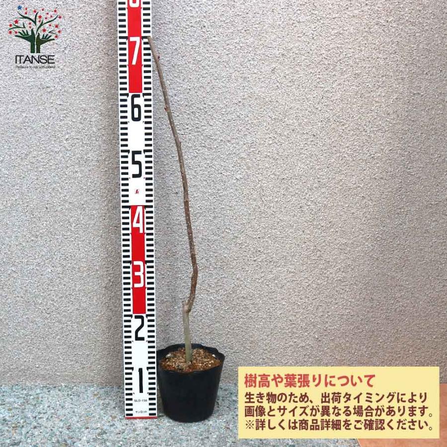 専用出品　大苗2本　2年生苗1本 専用出品 大苗2本 2年生苗1本