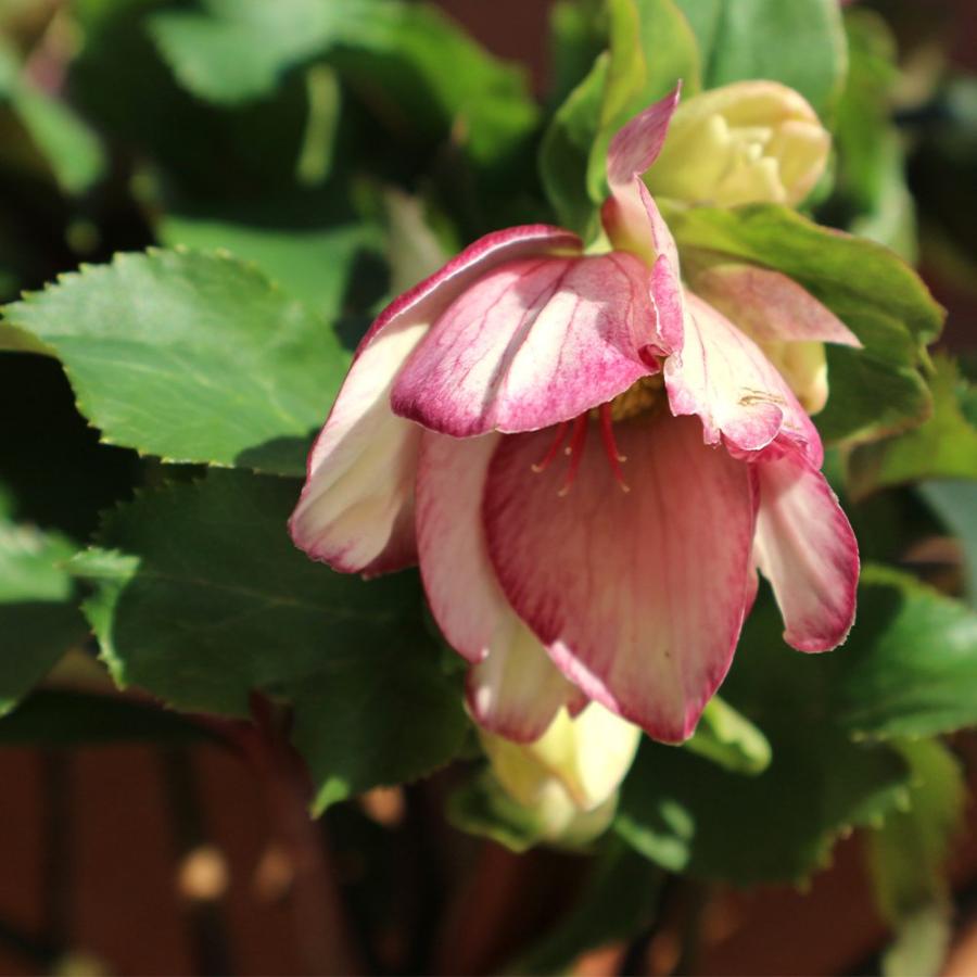 送料無料 クリスマスローズ Hgc Icen Roses 氷の薔薇 ピコティー 花苗 6号ポット 1個売り クリスマスローズ苗 キンボウゲ ヘレボルス 多花性 カラー 1 Itanse 1647 Shopooo By Gmo 通販 Yahoo ショッピング