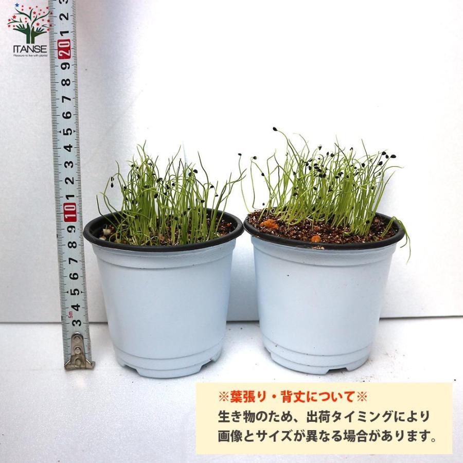 送料無料 万能細ねぎの苗 多粒蒔き苗 香りが良い 品種 若香 野菜の苗 10 5cm半硬質ポット 実生苗 お買得2個セット 細ねぎ 細ネギ 細葱 ネギ苗 ねぎ苗 葱 1 Itanse 1649 Shopooo By Gmo 通販 Yahoo ショッピング