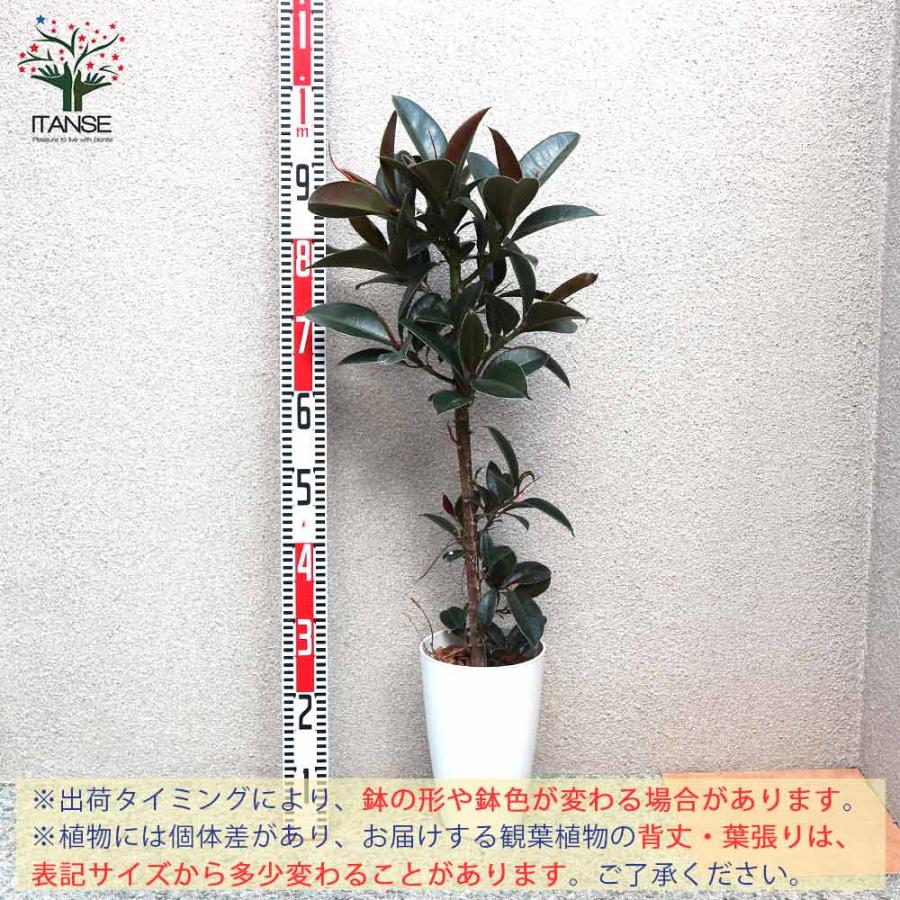 観葉植物 フィカス・エラスティカ・メラニー(ゴムの木の仲間)【観葉植物 中型 7号プラスチック鉢／1個売り】｜itempost｜06