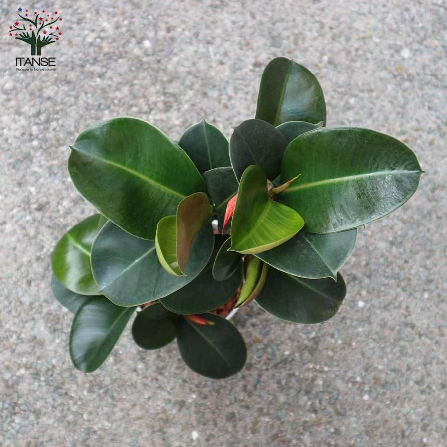 送料無料 観葉植物 フィカス エラスティカ ソフィア ゴムの木の仲間 観葉植物 中型 7号プラスチック鉢 1個売り 観葉植物 リビング オフィス 事務所 1 Itanse 1655 Shopooo By Gmo 通販 Yahoo ショッピング