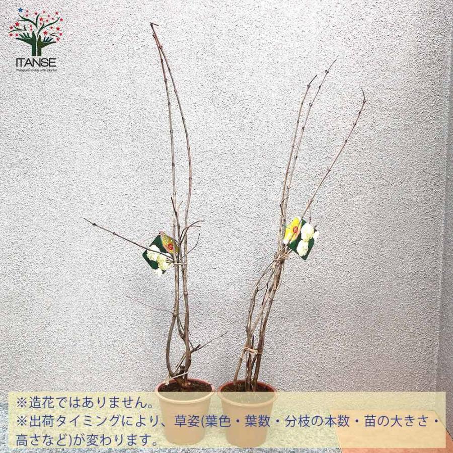 送料無料 ビバーナム スノーボール 庭木 5号鉢 1個売り ビバーナム スノーボール セイヨウテマリカンボク オオデマリ 西洋手毬肝木 花木 苗木 庭木 1 Itanse 1656 Shopooo By Gmo 通販 Yahoo ショッピング