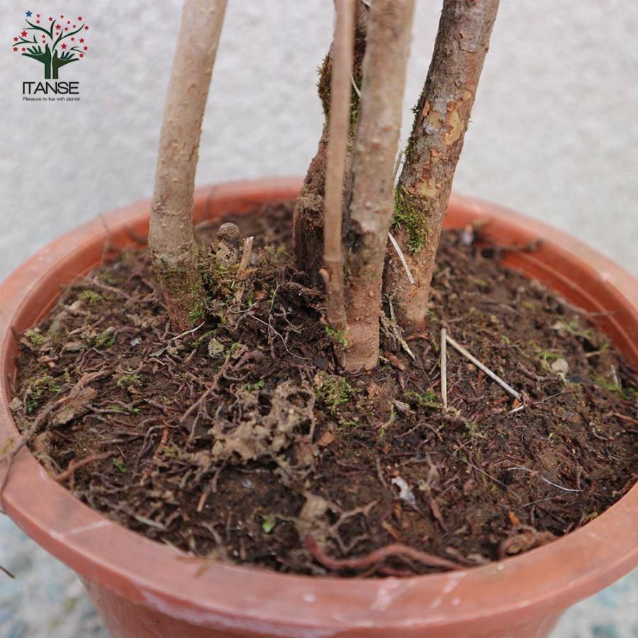 送料無料 ビバーナム スノーボール 庭木 5号鉢 1個売り ビバーナム スノーボール セイヨウテマリカンボク オオデマリ 西洋手毬肝木 花木 苗木 庭木 1 Itanse 1656 Shopooo By Gmo 通販 Yahoo ショッピング