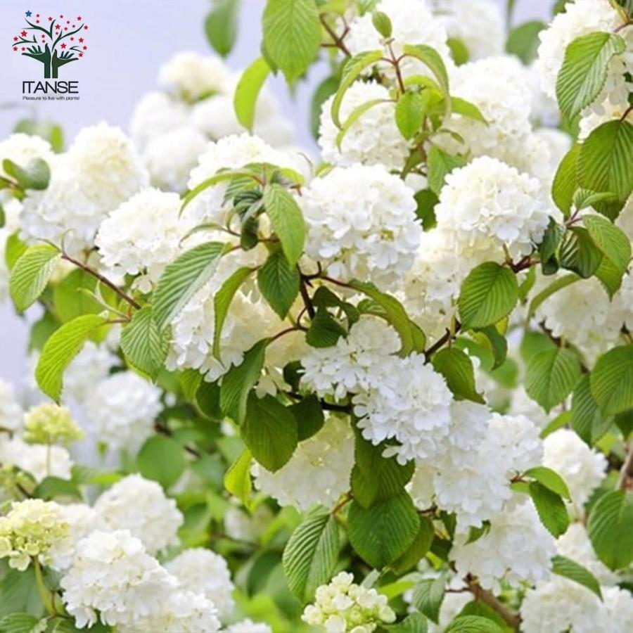 送料無料 ビバーナム スノーボール 庭木 5号鉢 1個売り ビバーナム スノーボール セイヨウテマリカンボク オオデマリ 西洋手毬肝木 花木 苗木 庭木 1 Itanse 1656 Shopooo By Gmo 通販 Yahoo ショッピング