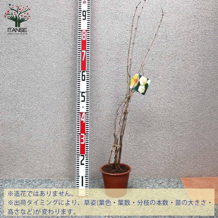 ビバーナム・スノーボール 【庭木 5号鉢／1個売り】