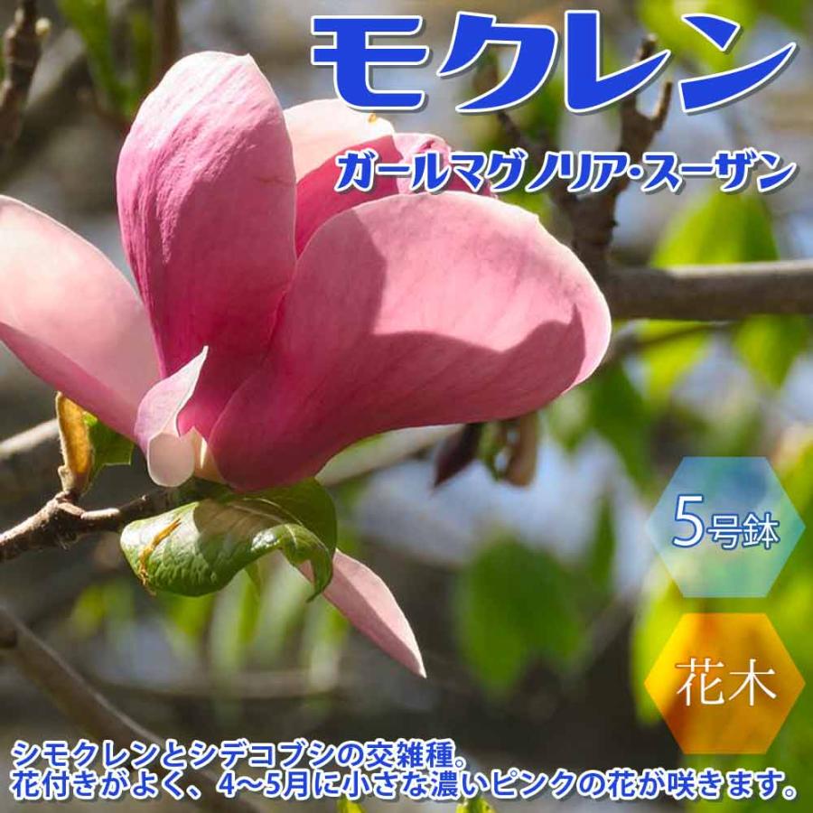 送料無料 モクレン ガールマグノリア スーザンの苗 庭木 5号鉢 1個売り 木蓮 木蘭 スーザン 落葉樹 花木 苗木