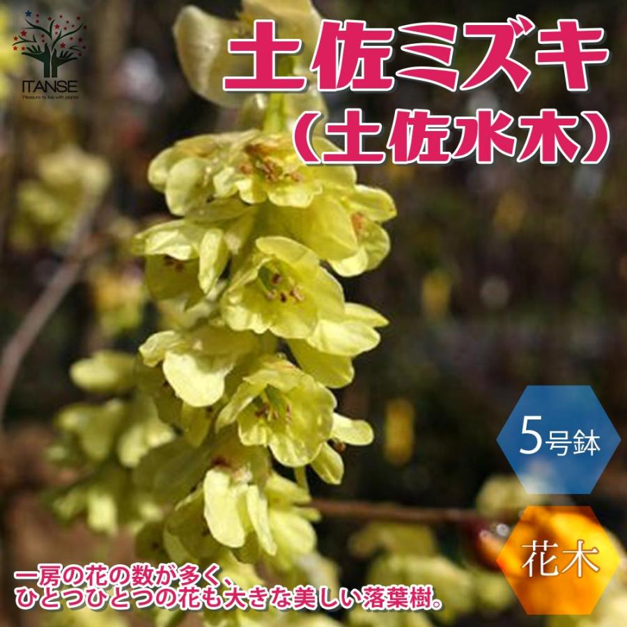 無料長期保証 送料無料 土佐ミズキ 土佐水木 の苗 庭木 5号鉢 1個売り トサミズキ マンサク科 落葉樹 花木 苗木 植木 目隠し 生