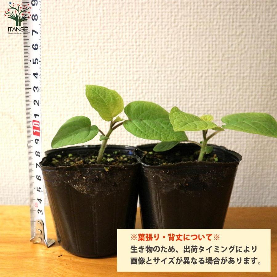 送料無料 3 23頃出荷予定 大実ほおずきトマトの苗 大実ゴールデンベリー 野菜の苗 10 5cmポット 自根苗 お買い得2個セット ほおずき トマト苗 とまと苗 1 Itanse 1659 Shopooo By Gmo 通販 Yahoo ショッピング