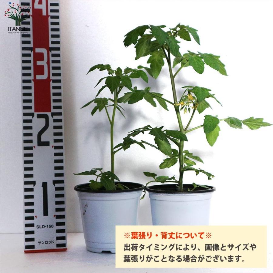 送料無料 ぶどうのような食感のミニトマト 10 5cmポット 8個セット 自根苗 ミニトマト苗 極旨トスカーナバイオレット 野菜苗
