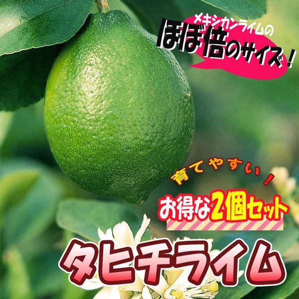 送料無料 大実タヒチライム 国内在庫 果樹苗 9cmポット挿し木苗 2個セット ライム苗 ベランダ 苗木 柑橘 シンボルツリー 農場 露地 ミカン 農園 れもん レモン 檸檬